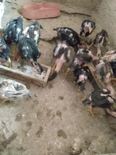Franguinhos de Raça