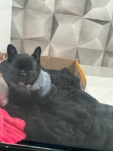 Buldogue francês exótico fêmea 