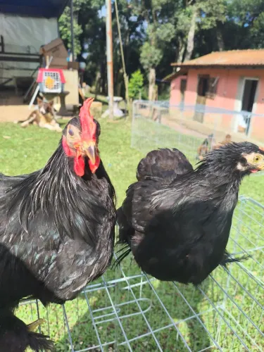 Mini Cochin-casal