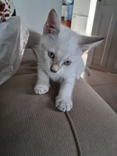 Doa-se gato