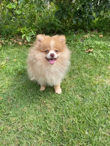 Spitz macho filhote