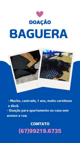 Doação gato