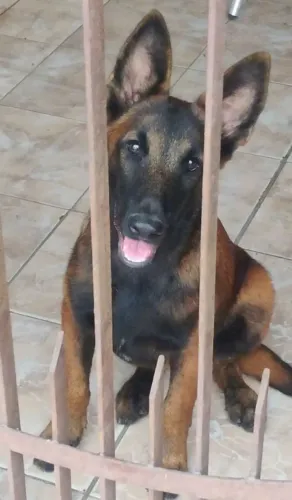 FILHOTE DE MALINOIS