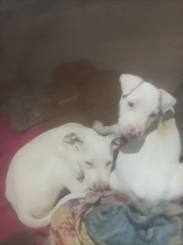 Vende-se filhote de Pitbull