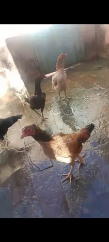 Galinhas indias puras barato