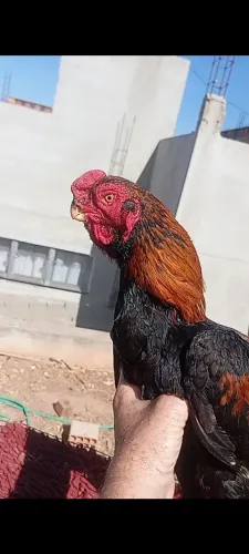 Frangos e franga bico curto