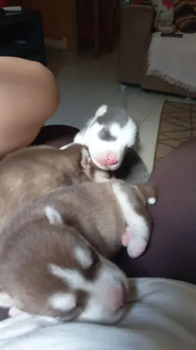 Filhotes de Husky Siberiano