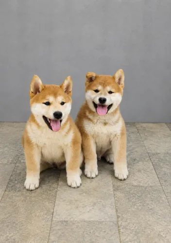 Casal de filhotes De cães da raça Shiba Inu. Dois meses de vida