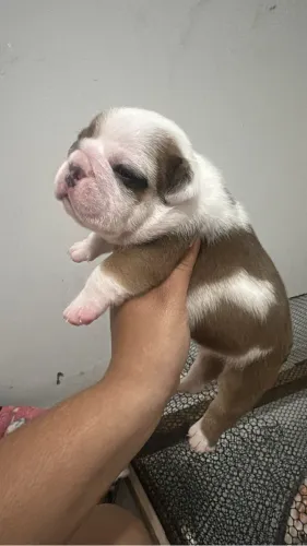 Filhote de buldogue inglês 