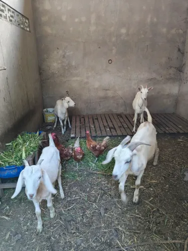 1 bode e 3 cabras disponíveis