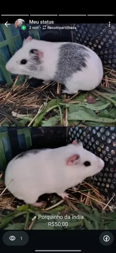 Porquinho da india