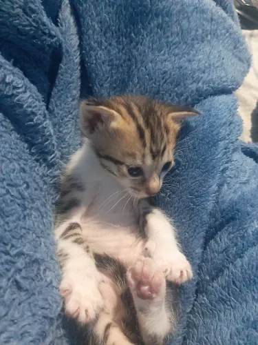 Gato filhote para adoção