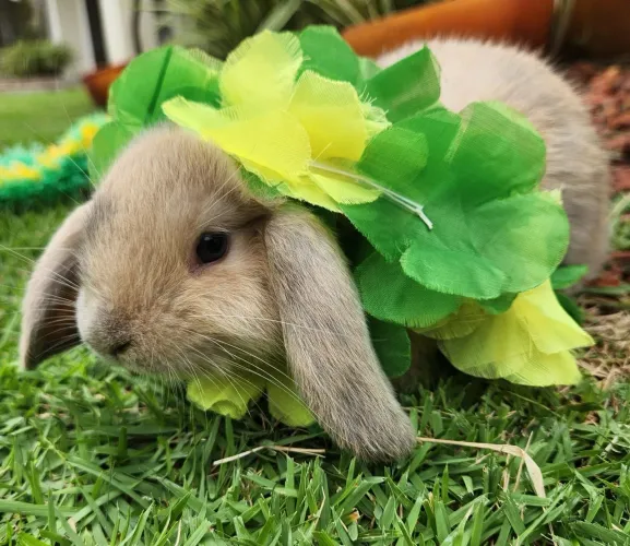Baixou! Lindos filhotes coelho Mini Lop 