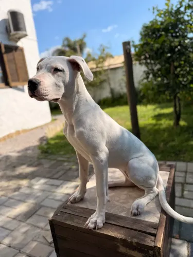 Dogo Argentino Fêmea 4 meses CBKC Pedigree