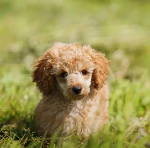 Poodle macho