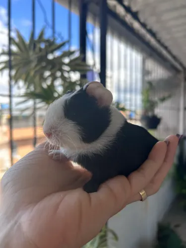 Porquinho da índia 