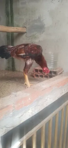 Galo indio