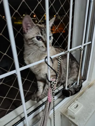 Doa-se ou procura-se tutor de gato adulto macho castrado