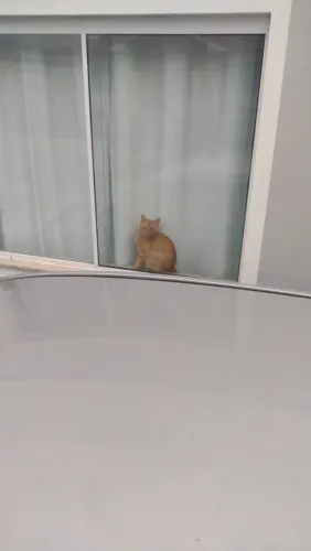 Gato laranja