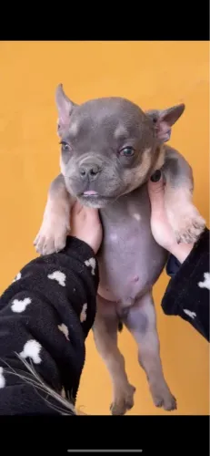 Filhote micro de Bully 