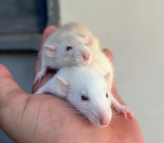 Filhotes de ratos dumbo