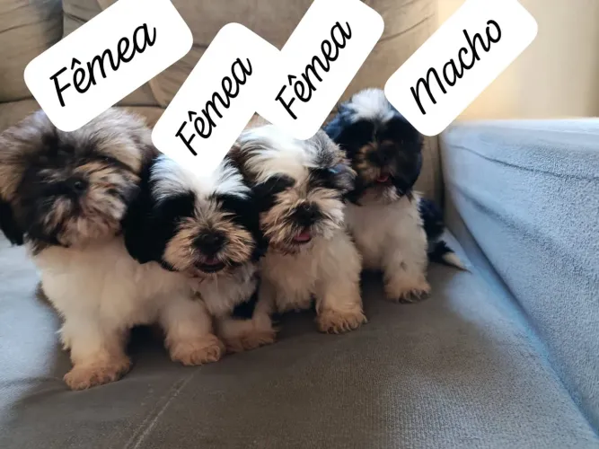 Vende-se filhotes Shih Tzu