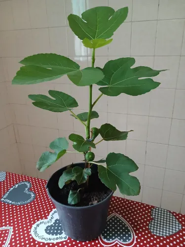 Planta Figueira
