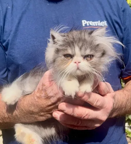 Gato Persa ! com olhos encantador