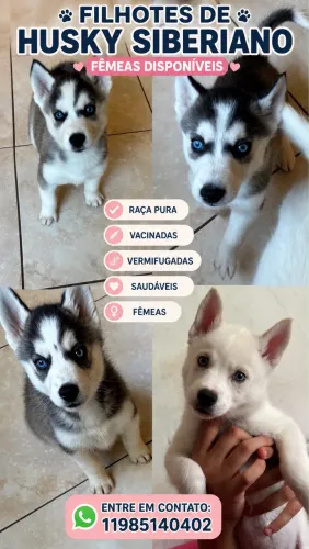 Husky Siberiano 