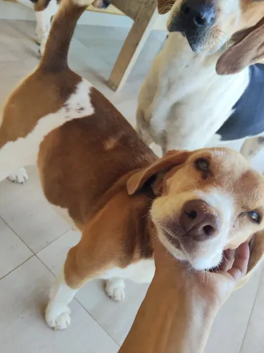 Reserva- se filhotes de beagle