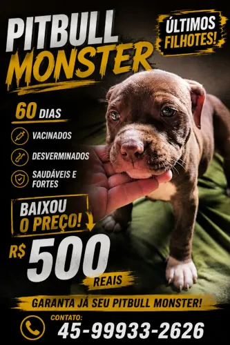 Filhote de Pitbull Monster