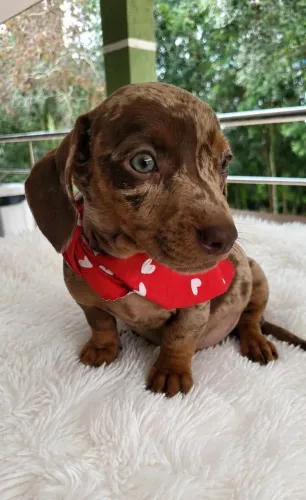 Dachshund arlequim chocolate 