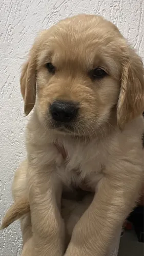Golden retriever 