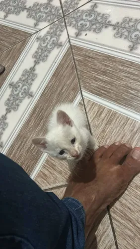 Gatinho macho doação