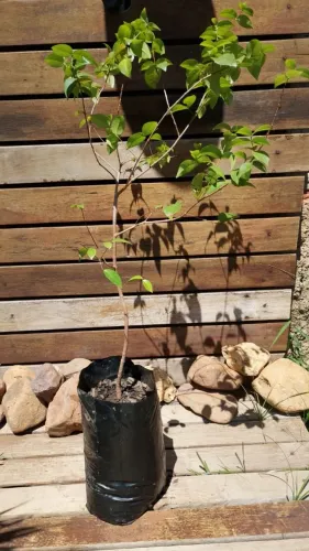 Muda de pitanga