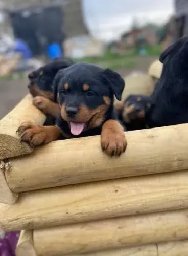 Lindos filhotes de Rottweiler.
