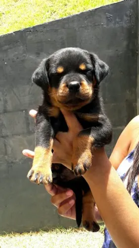 Monstrão gigante rottweiller alemão