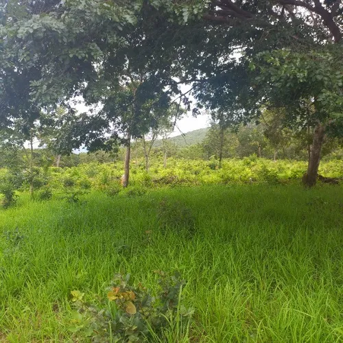Fazenda a venda em Buritis MG  com escritura 54 hetares