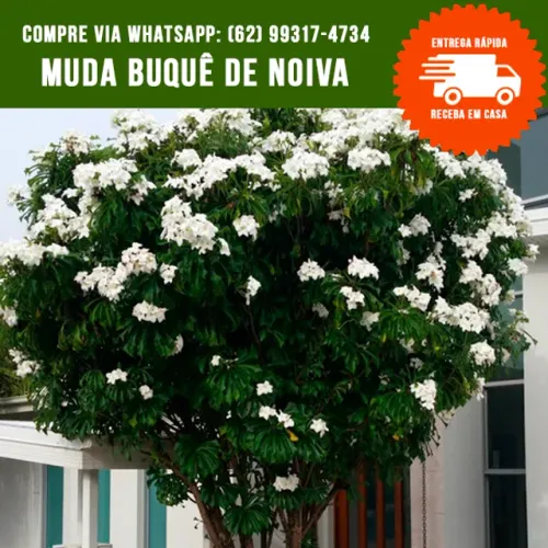 Muda de Buquê de Noiva