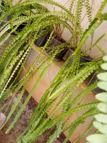 Samambaia natural 