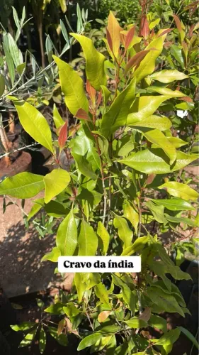 Muda de Cravo da Índia 