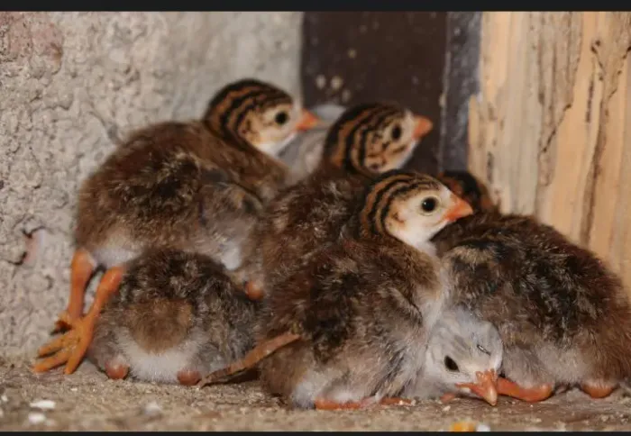 Pintinhos de galinha da Angola disponíveis para venda 