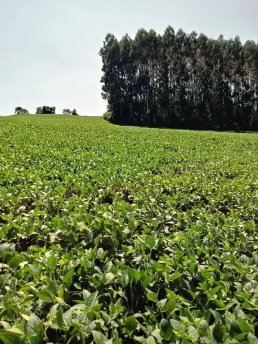 terreno com 9 alqueires sendo 7 plantando