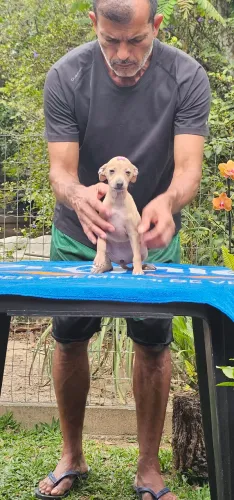 Excelente Galgo Italiano Femea - Leia o Anuncio