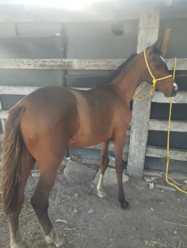 Potro de centro pra picado a venda