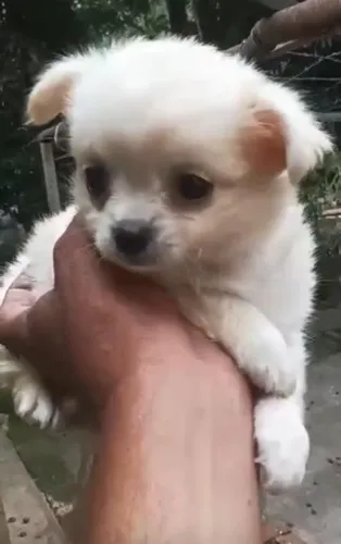 Chihuahua com Vacina e Contrato! Entrega Regional