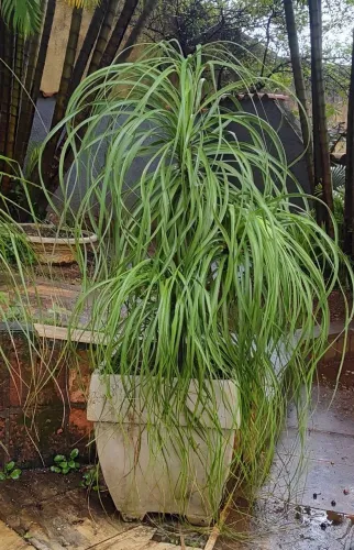 Planta Pata de Elefante