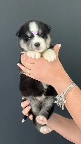 Husky Siberiano 