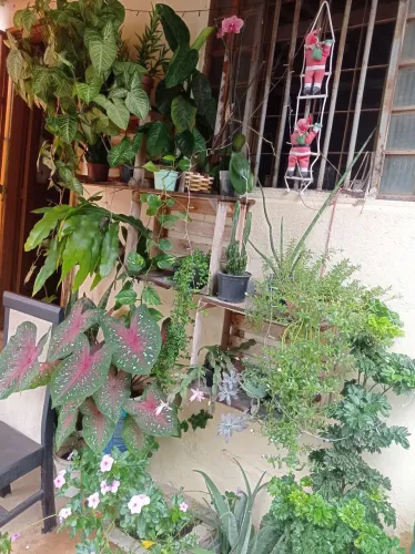 Caseiro jardineiro profissional e pintor residencial