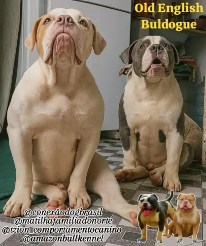 Old English Buldogue